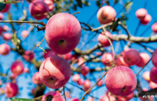仙境十月“苹果红”
